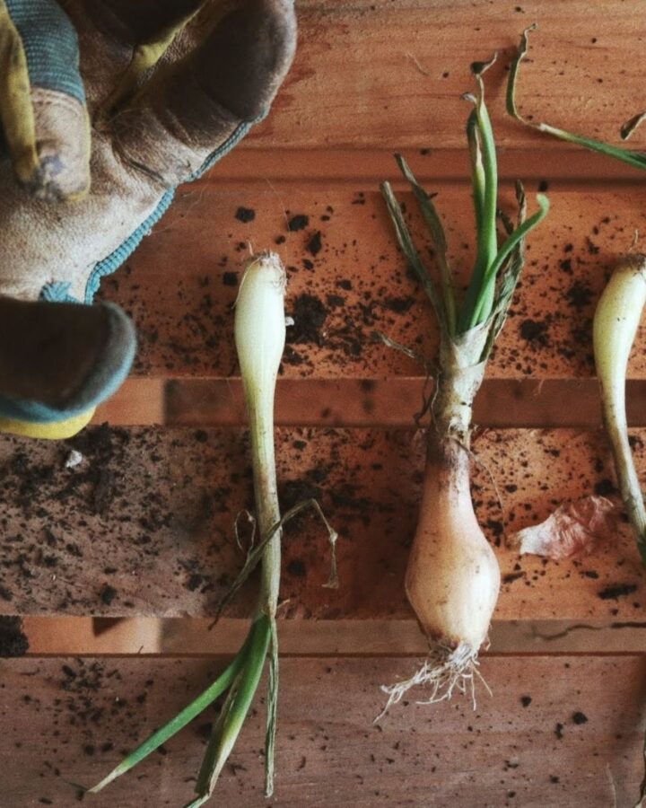 Onion slips for growing in zone 8a