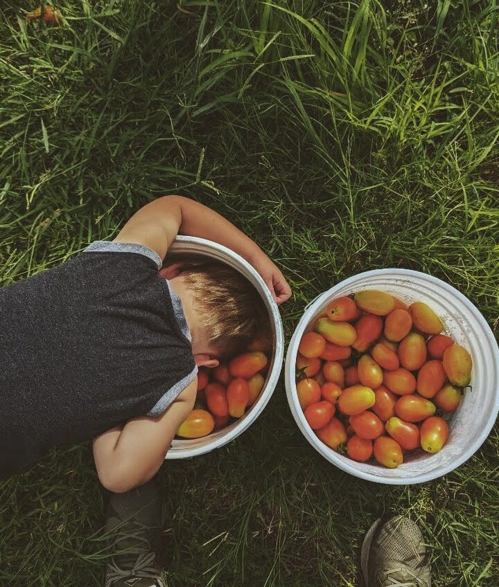toddler with the tomato harvest buckets, filled