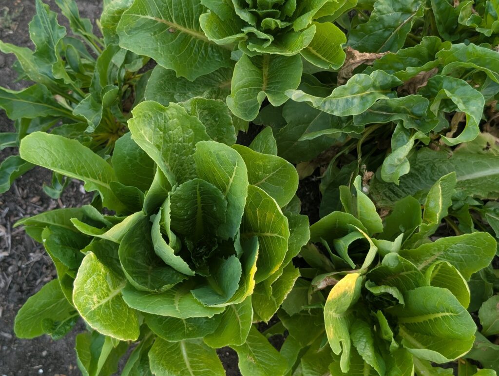 bolting romaine lettuce in southern heat