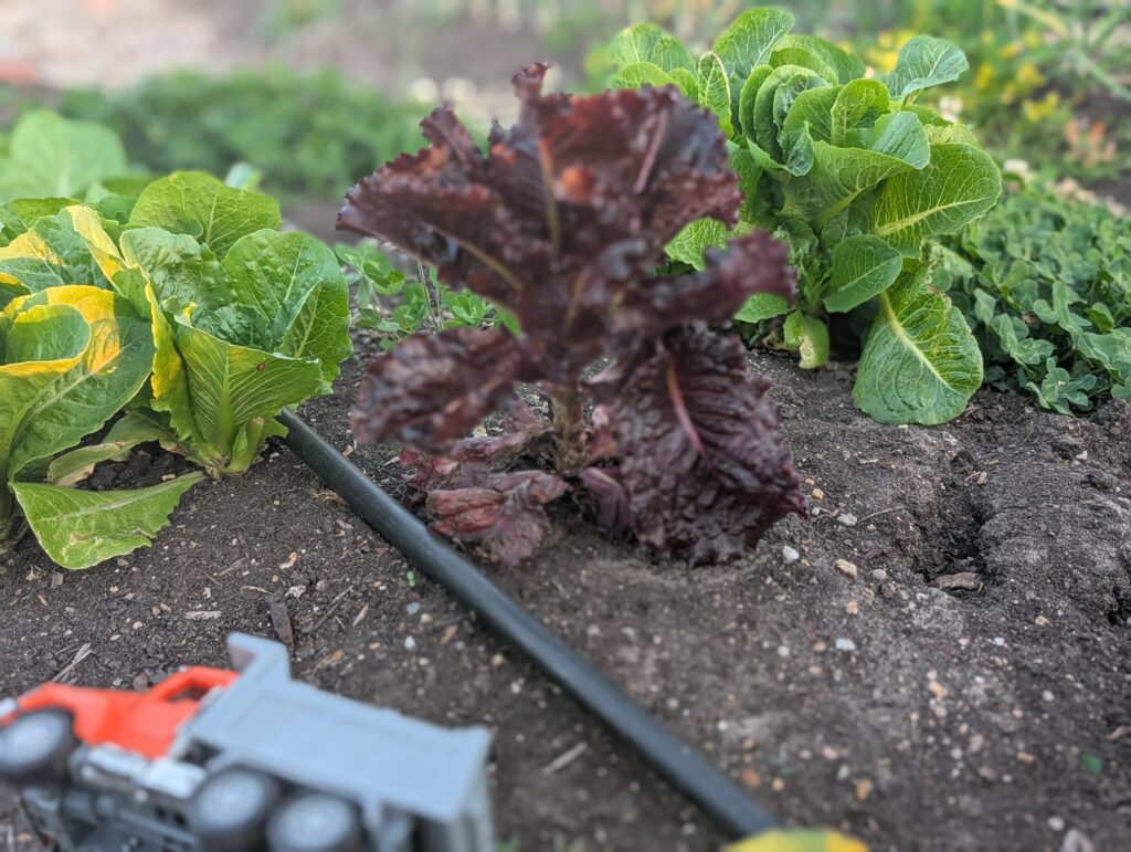 Green and purple lettuce rising in heat
