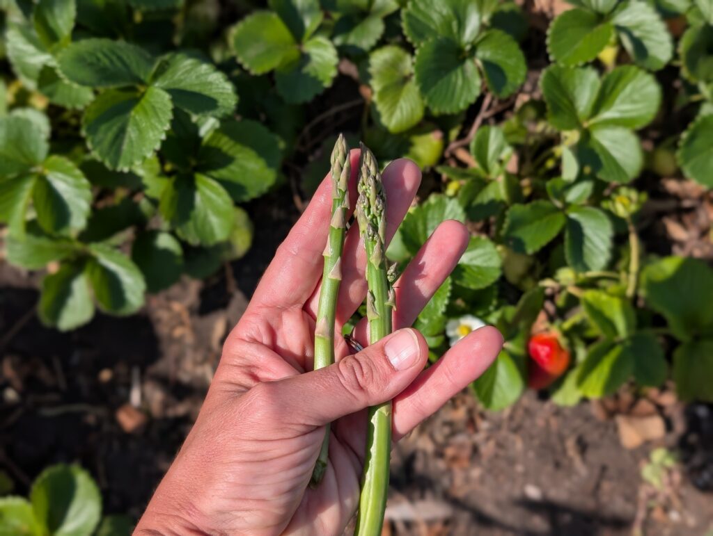 asparagus bolting in warm spring weather in the south compared to normal asparagus