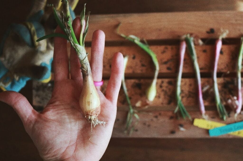 Grow onion starts, yellow being held, in Zone 8a shown with gloves and dirt