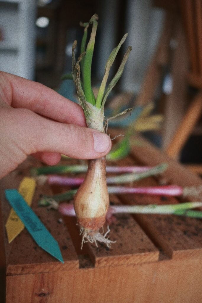 Grow onion starts, Texas Legend variety