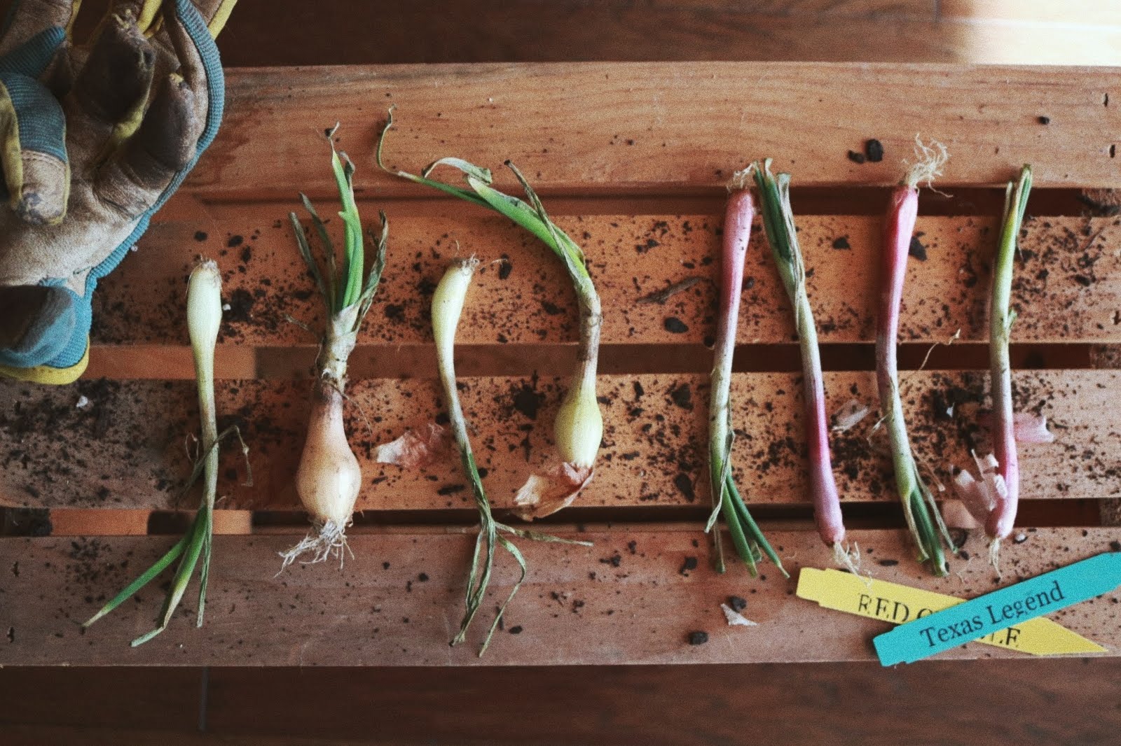 How To Grow Onions In Zone 8a From Wooden Spoons