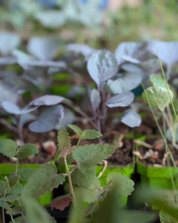 plant starts from seed