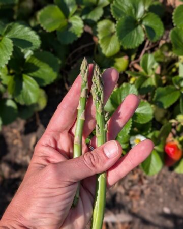 asparagus bolting in warm spring weather in the south compared to normal asparagus